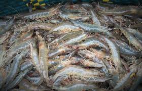 Tôm thẻ chân trắng